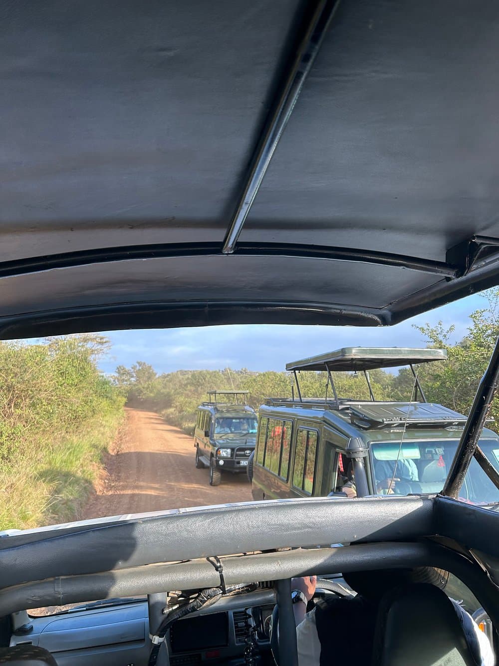 Green safari vehicles with pop-up roofs drive along a dirt road through lush vegetation.
