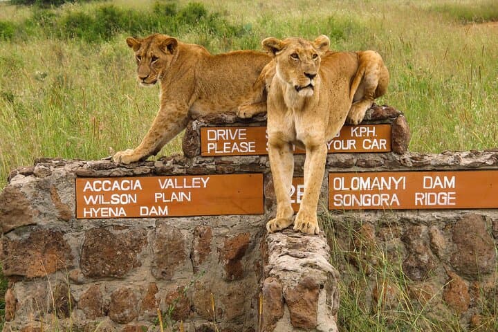 Two lionesses perched on a stone wall with wooden directional signs in a grassy savanna.